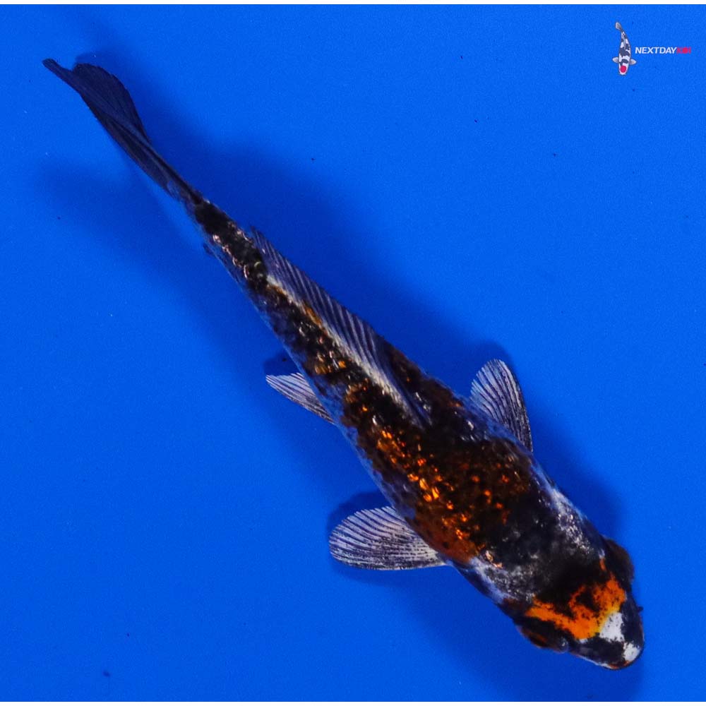 3.5” Imported Gin Rin Kujaku