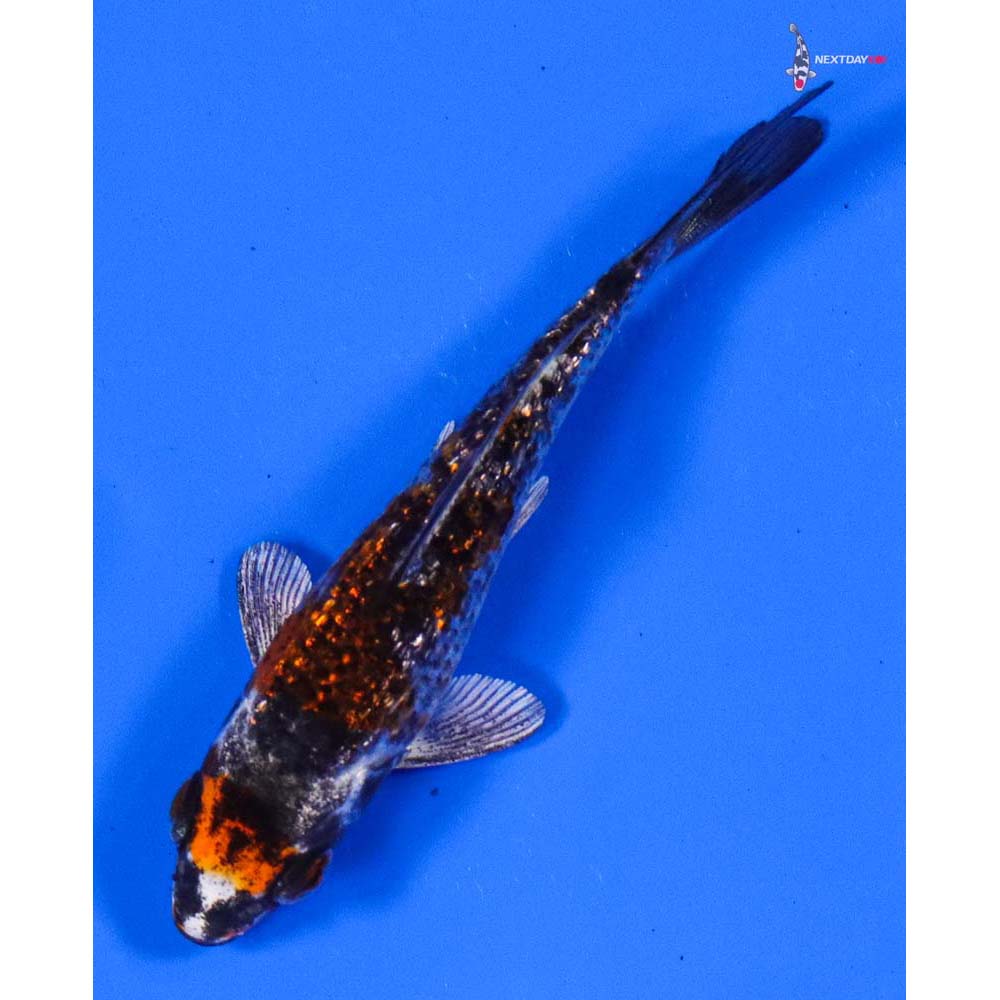 3.5” Imported Gin Rin Kujaku