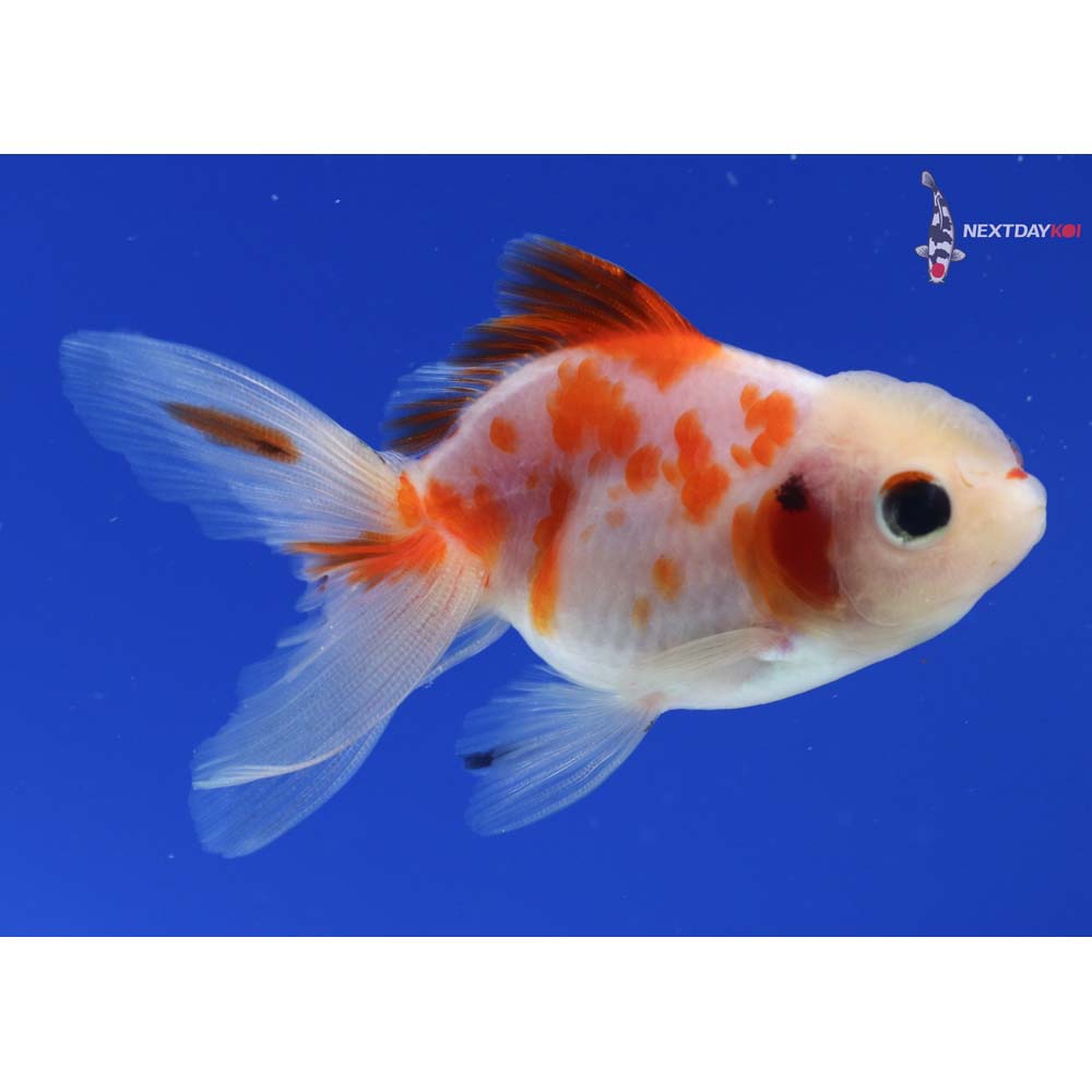 3” Imported Calico Oranda
