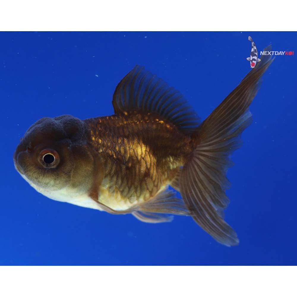3” Imported Bronze Oranda