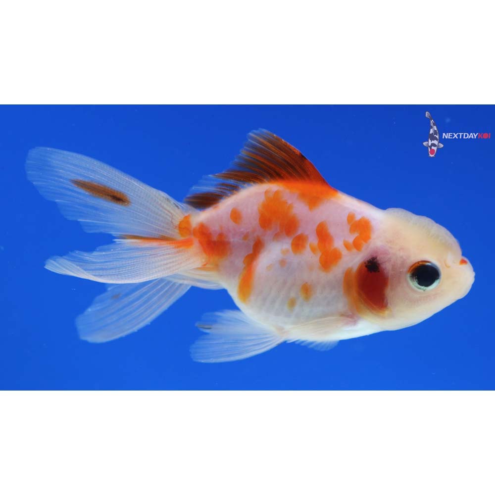 3” Imported Calico Oranda