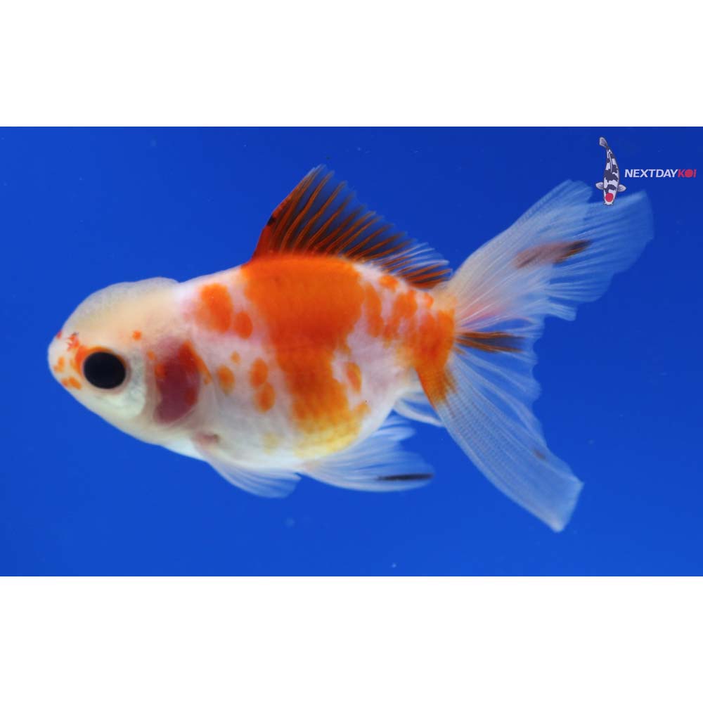 3” Imported Calico Oranda