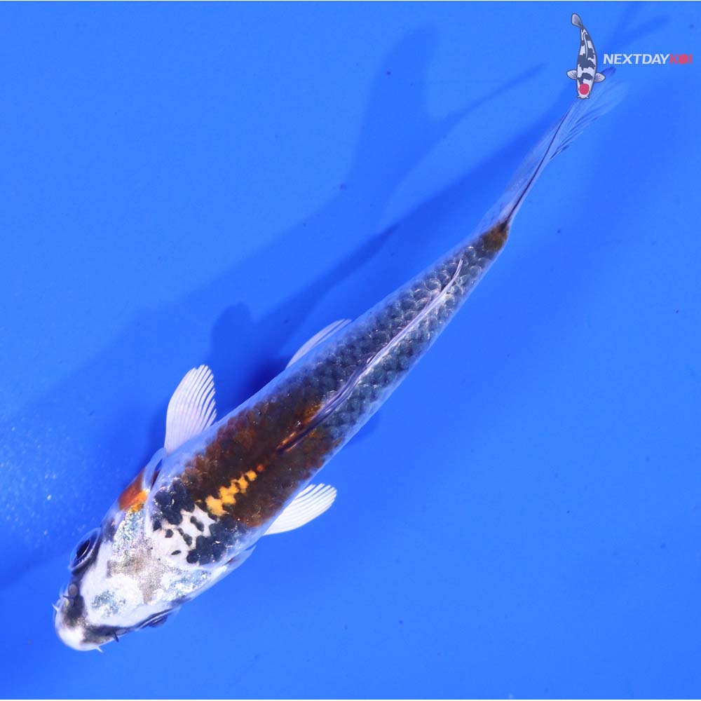 3.5” Imported Kujaku