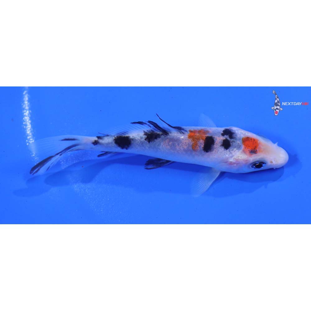 3.5” Imported Sanke