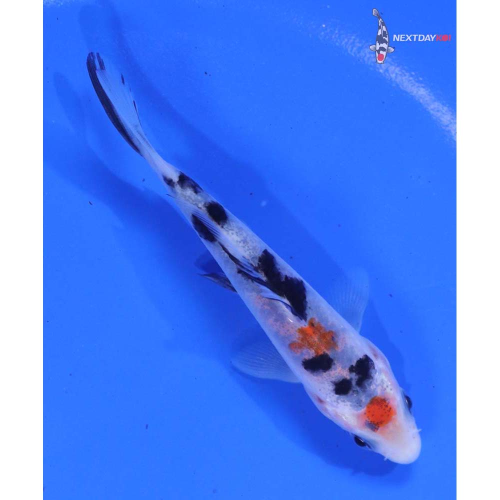 3.5” Imported Sanke