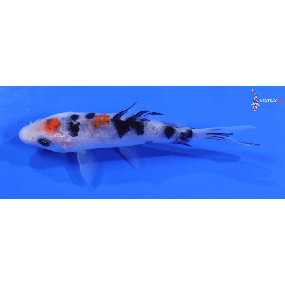 3.5” Imported Sanke