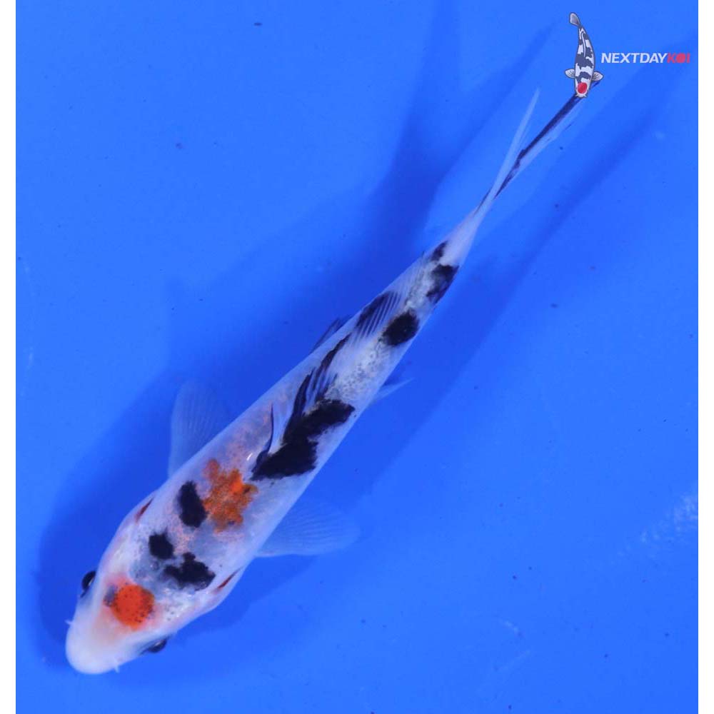 3.5” Imported Sanke