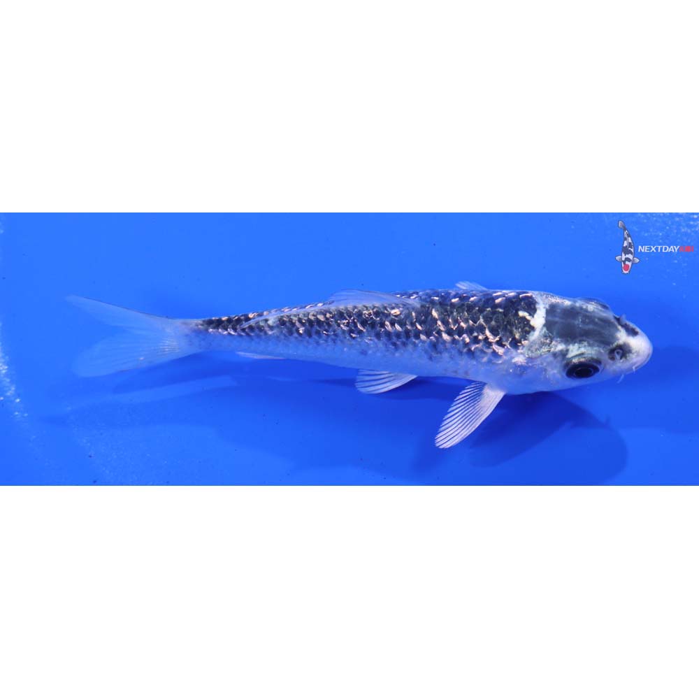 4” Imported Gin Rin Gin Matsuba