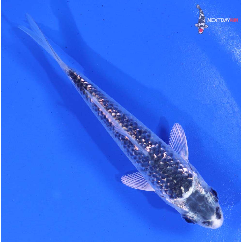 4” Imported Gin Rin Gin Matsuba