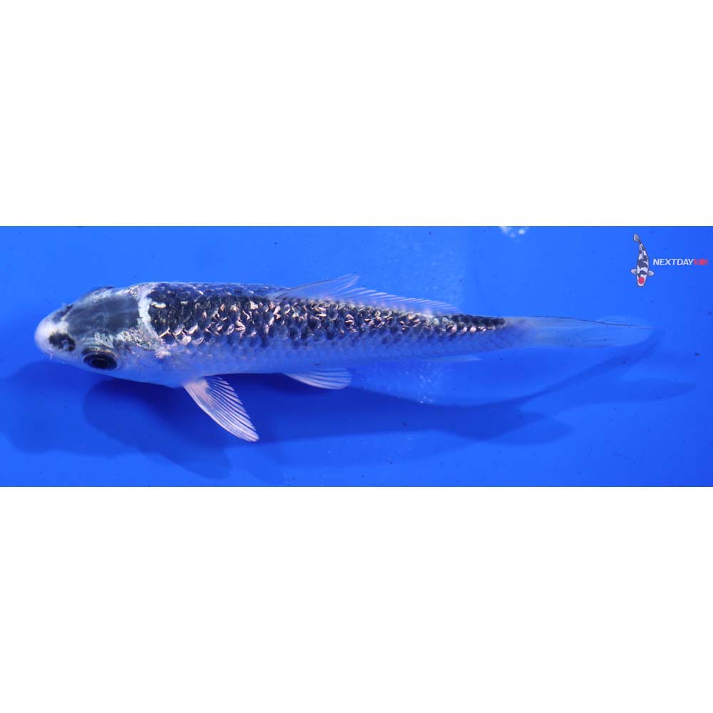 4” Imported Gin Rin Gin Matsuba