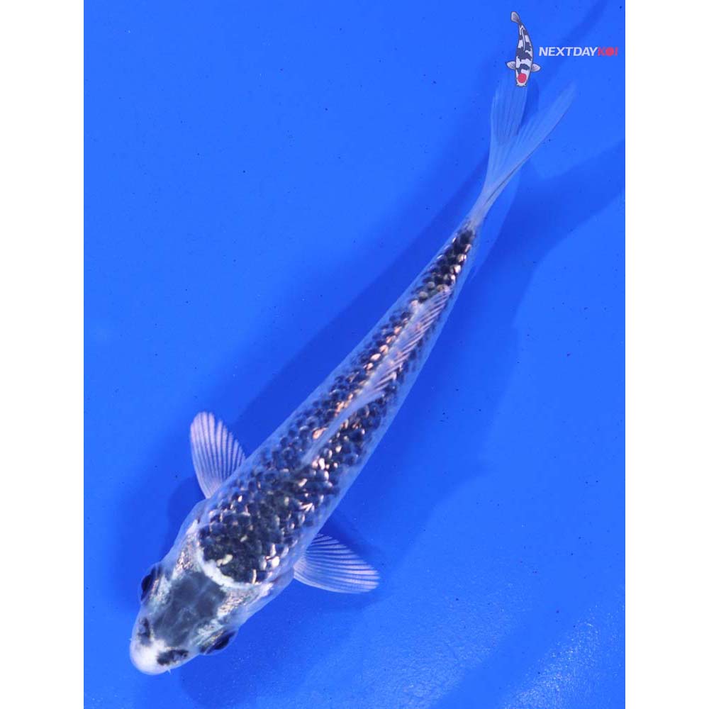 4” Imported Gin Rin Gin Matsuba