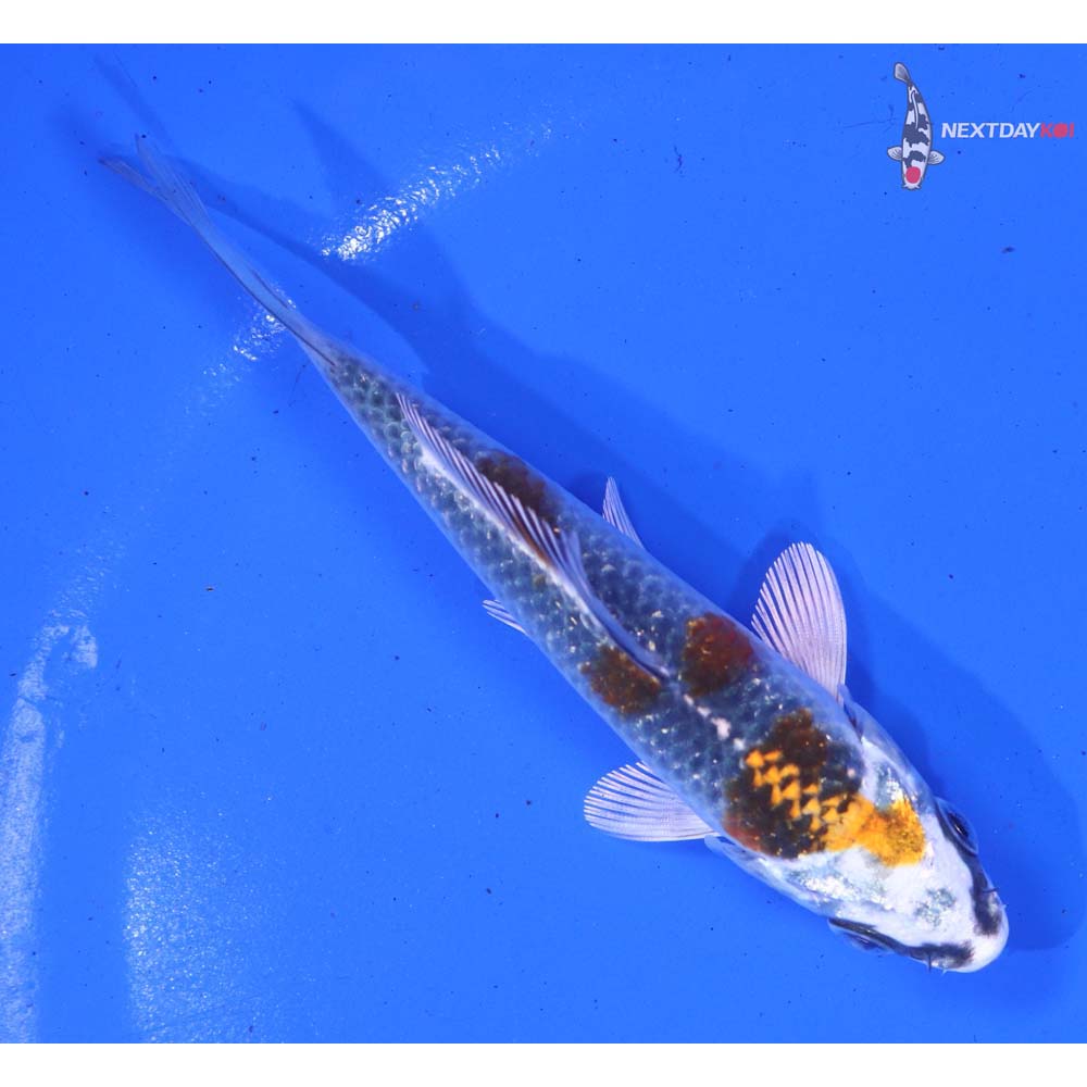 4” Imported Kujaku