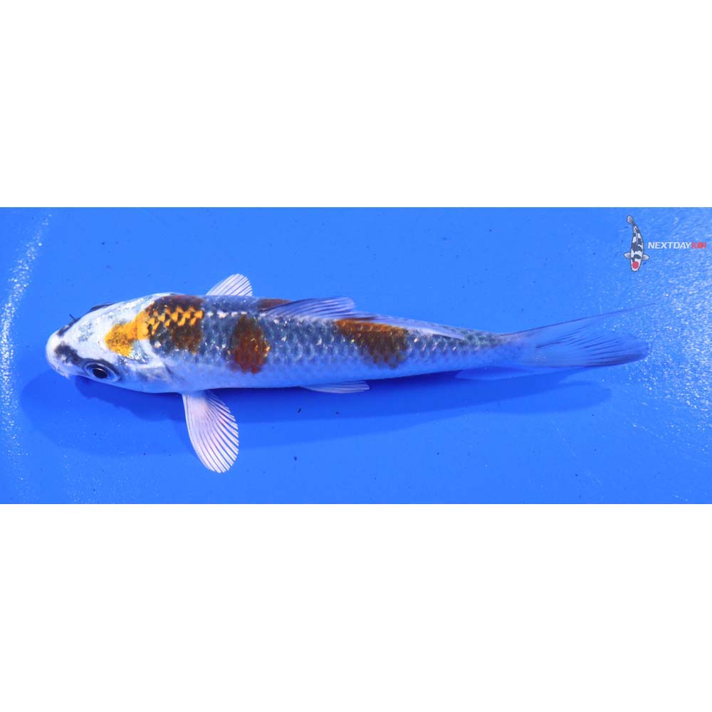 4” Imported Kujaku