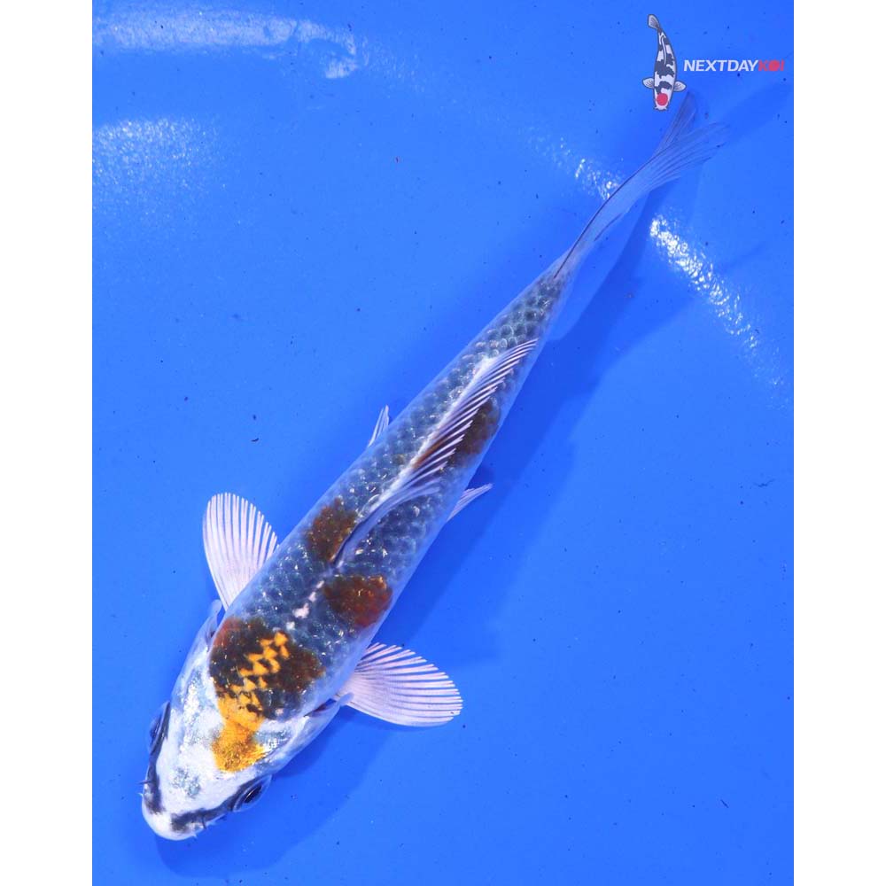 4” Imported Kujaku