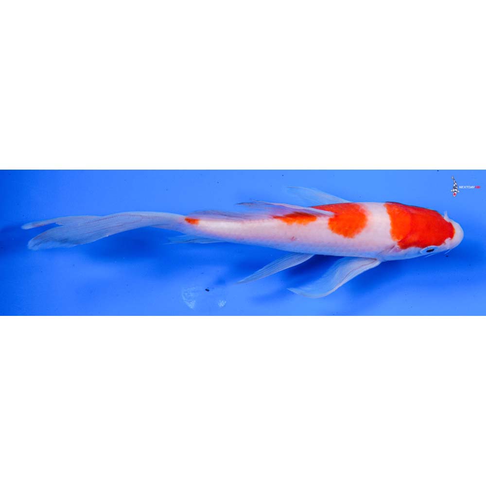 6.5” Imported Kohaku Butterfly Koi