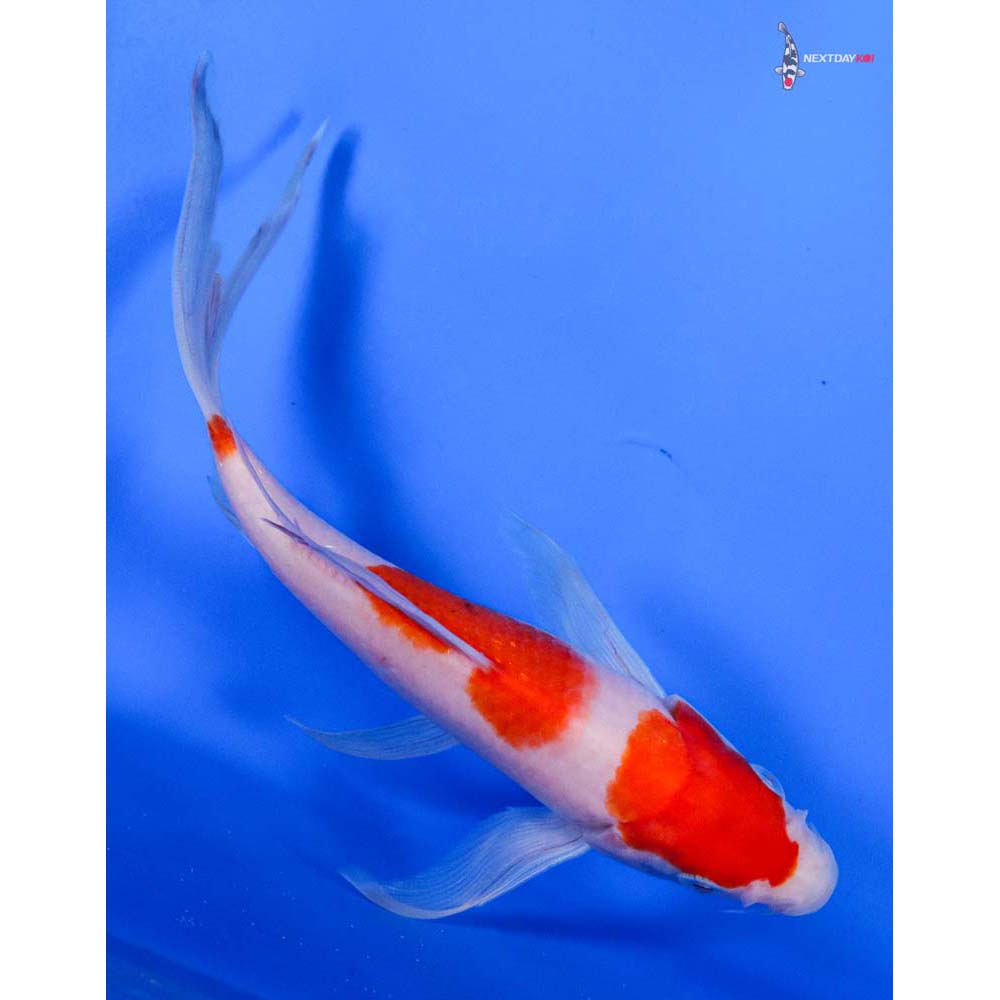 6.5” Imported Kohaku Butterfly Koi