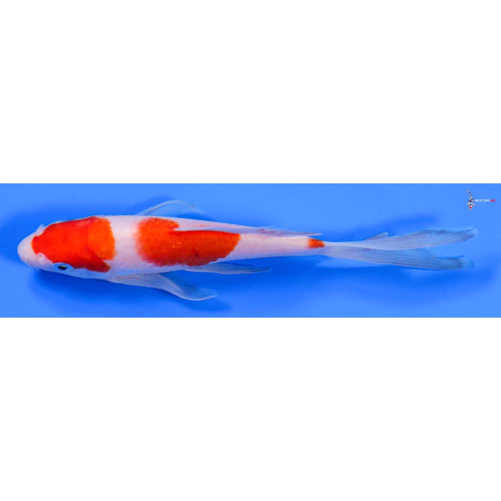 6.5” Imported Kohaku Butterfly Koi