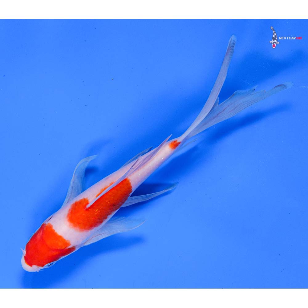6.5” Imported Kohaku Butterfly Koi
