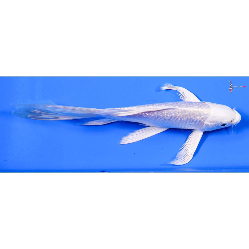 7” Imported Gin Rin Platinum Ogon Butterfly Koi
