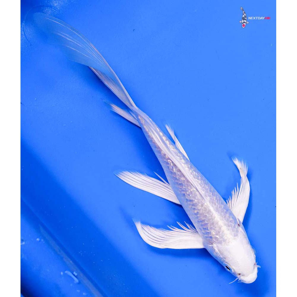 7” Imported Gin Rin Platinum Ogon Butterfly Koi