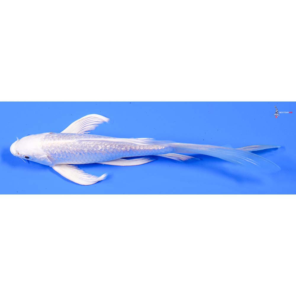 7” Imported Gin Rin Platinum Ogon Butterfly Koi