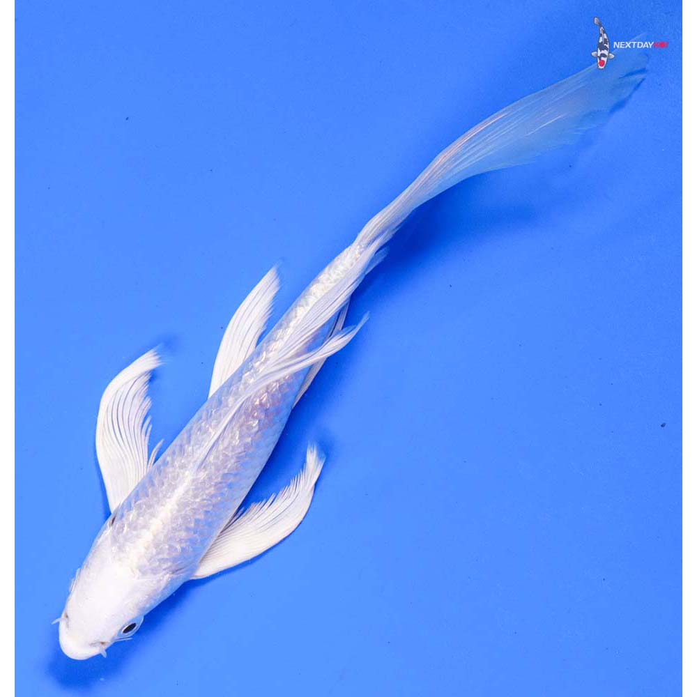 7” Imported Gin Rin Platinum Ogon Butterfly Koi