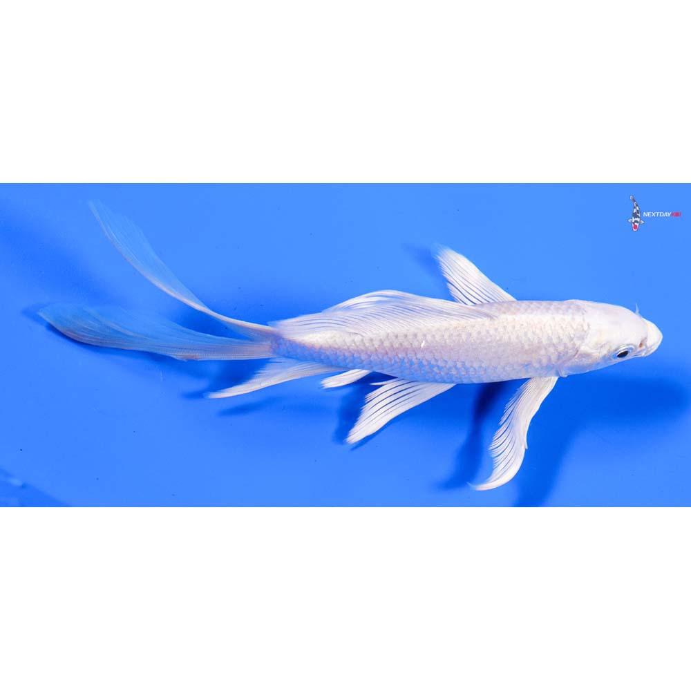 7” Imported Platinum Ogon Butterfly Koi