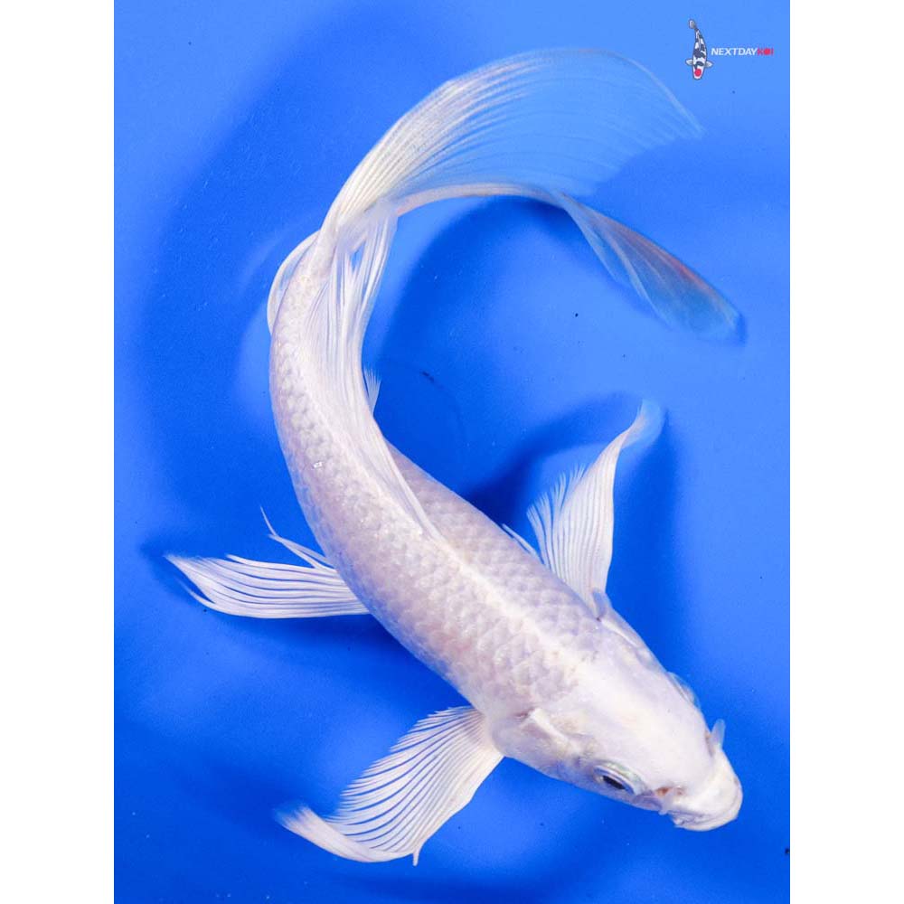 7” Imported Platinum Ogon Butterfly Koi