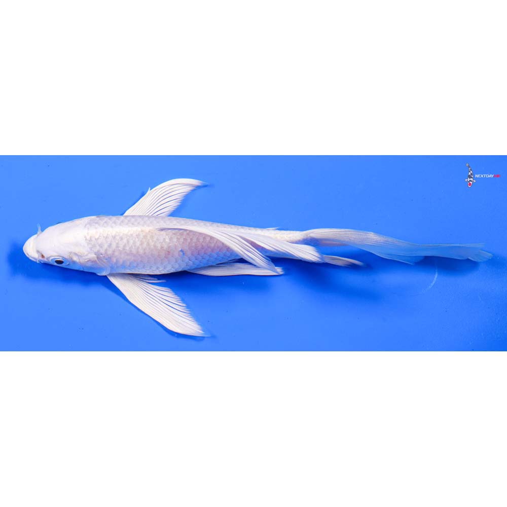 7” Imported Platinum Ogon Butterfly Koi