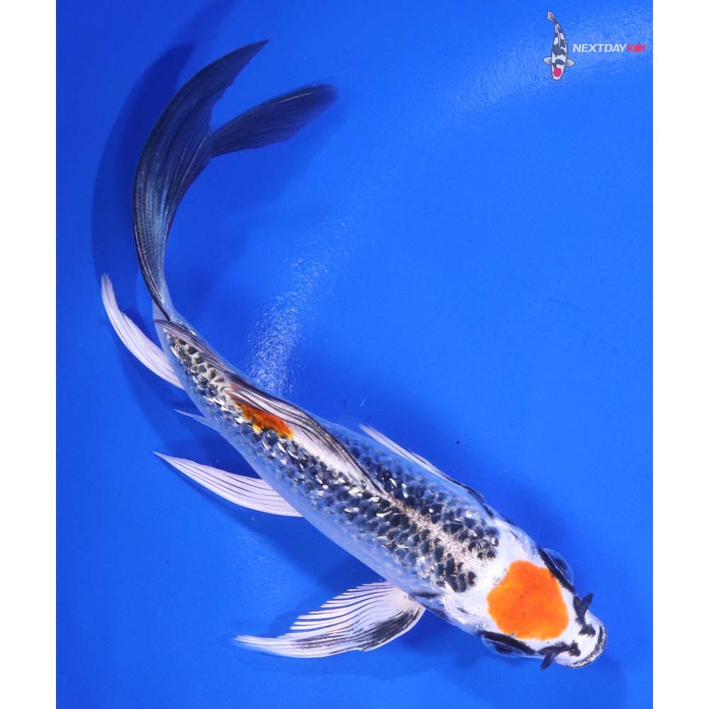 5.5” Imported Gin Rin Kujaku Butterfly Koi