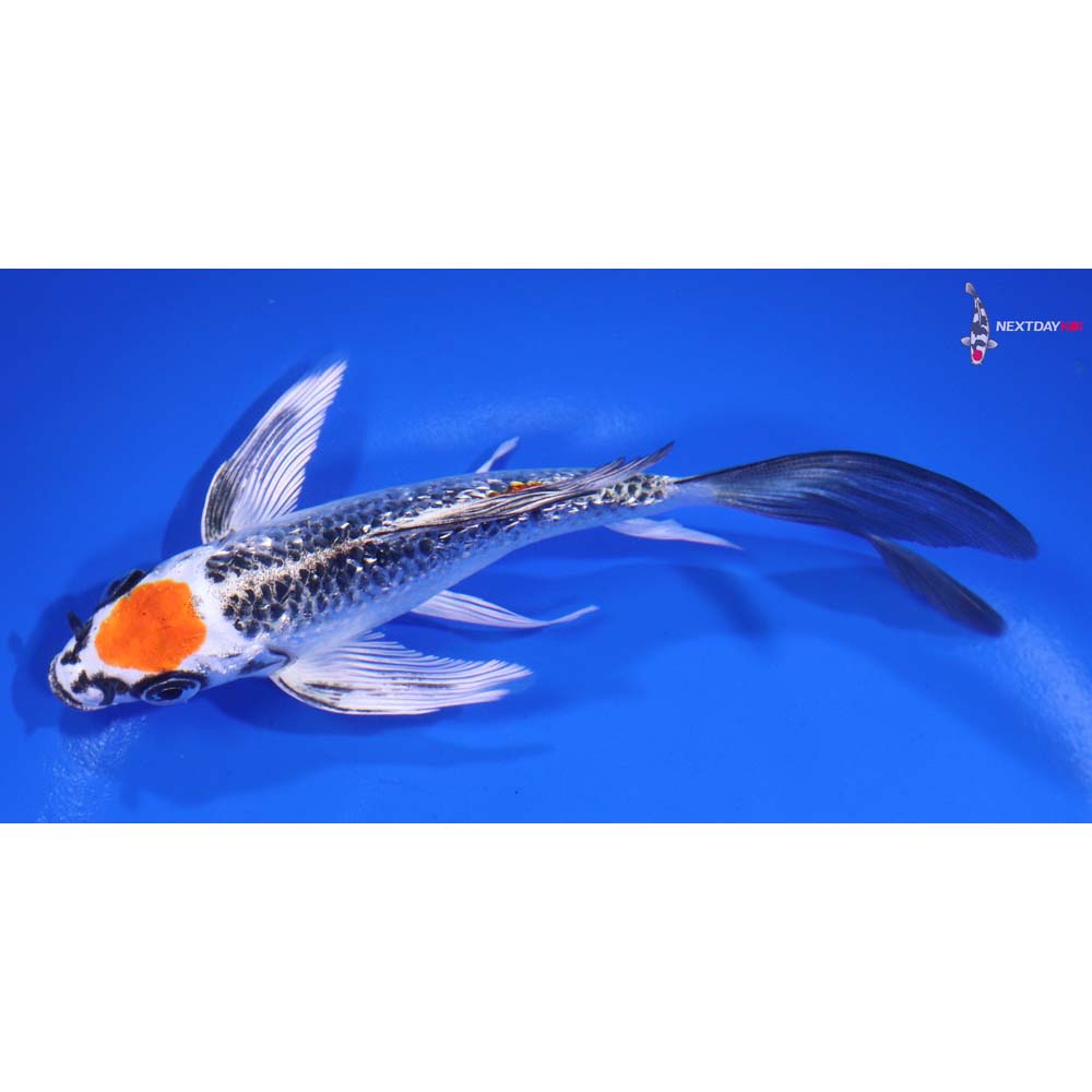 5.5” Imported Gin Rin Kujaku Butterfly Koi