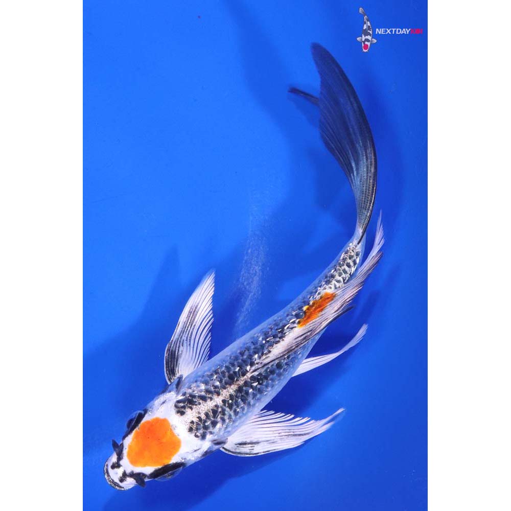 5.5” Imported Gin Rin Kujaku Butterfly Koi