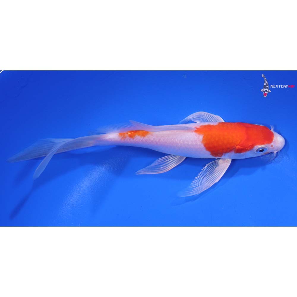 6” Imported Hariwake Butterfly Koi