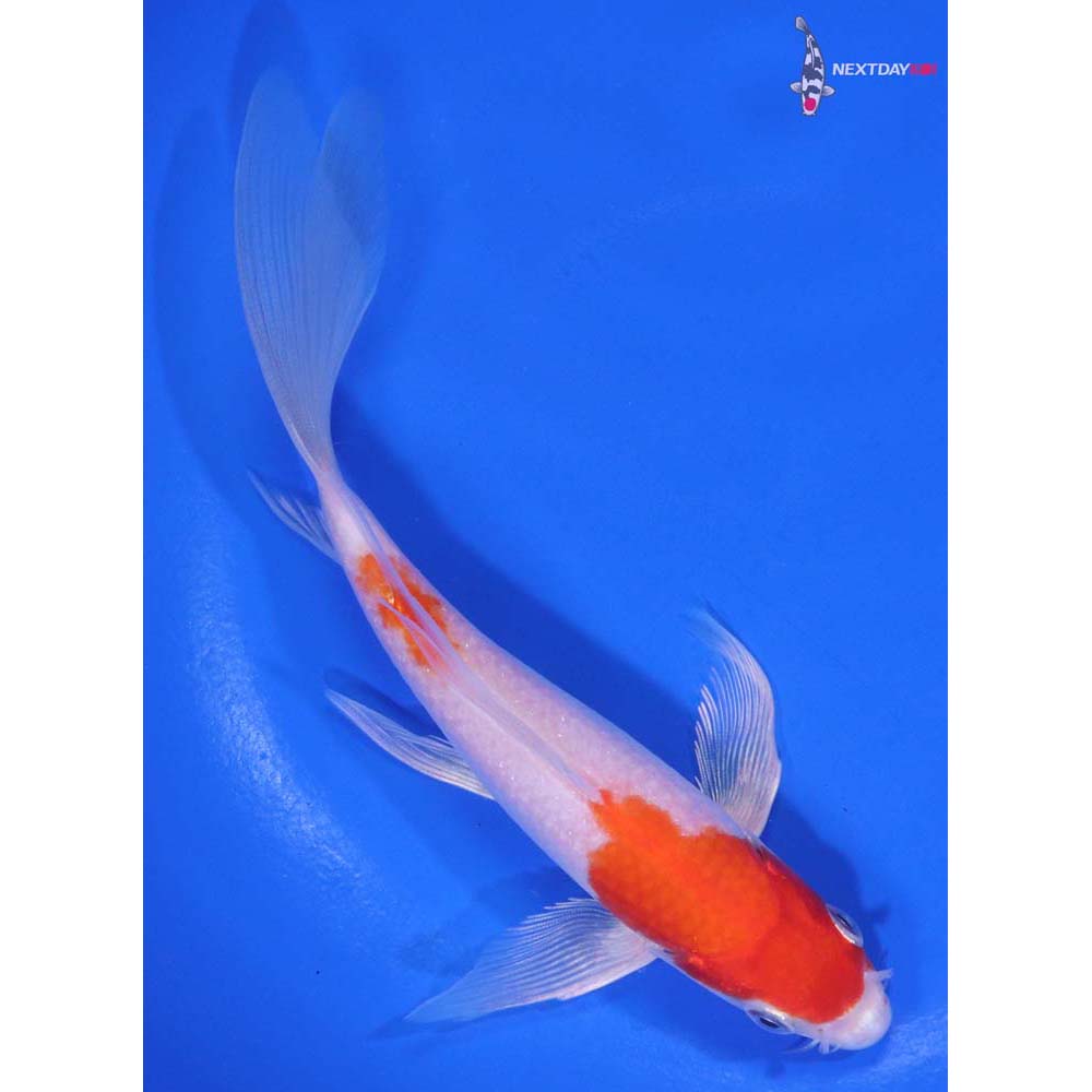 6” Imported Hariwake Butterfly Koi