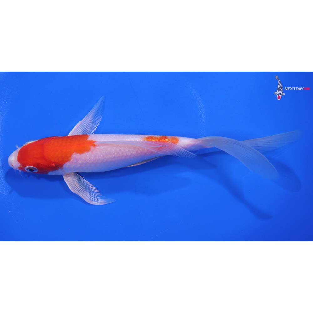 6” Imported Hariwake Butterfly Koi