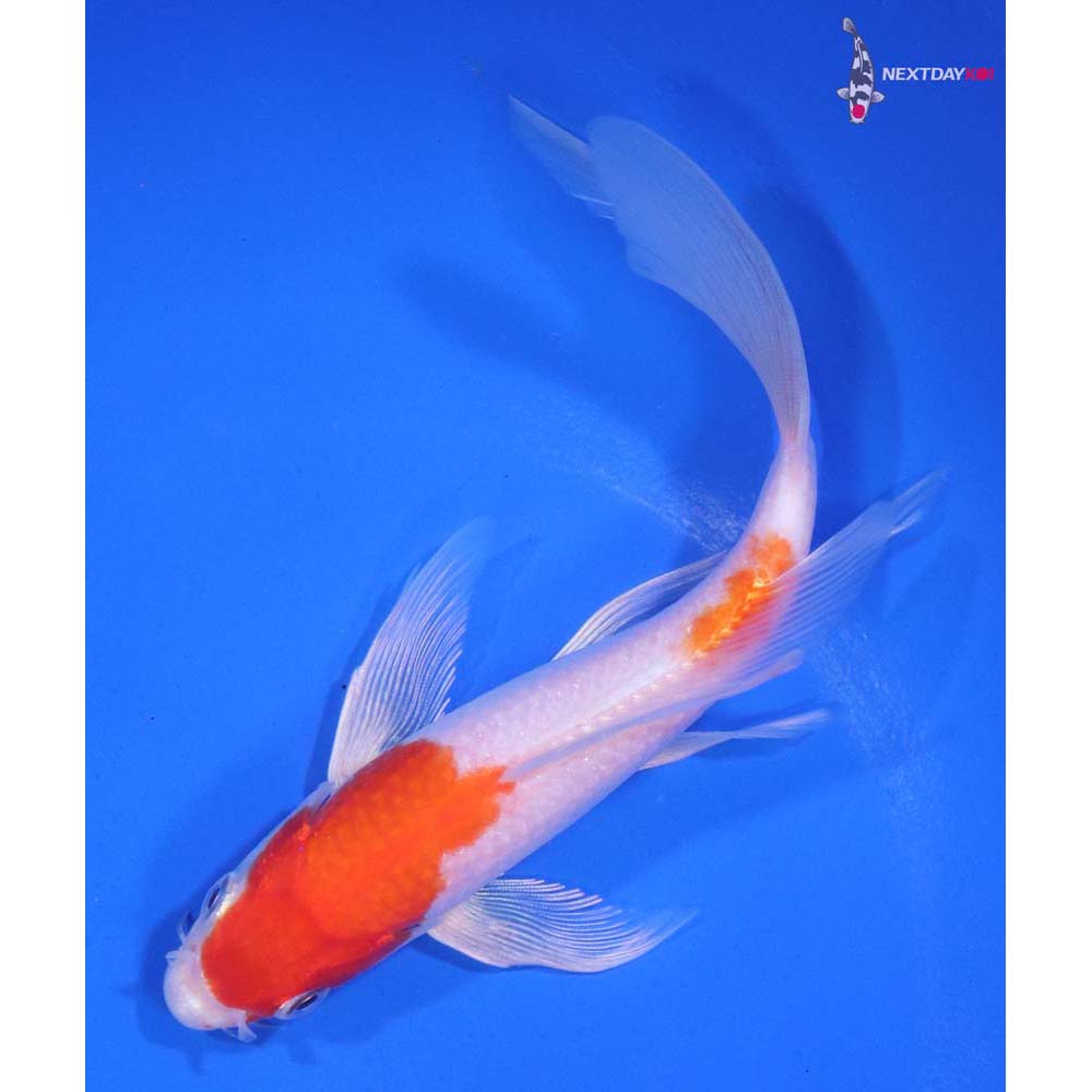 6” Imported Hariwake Butterfly Koi