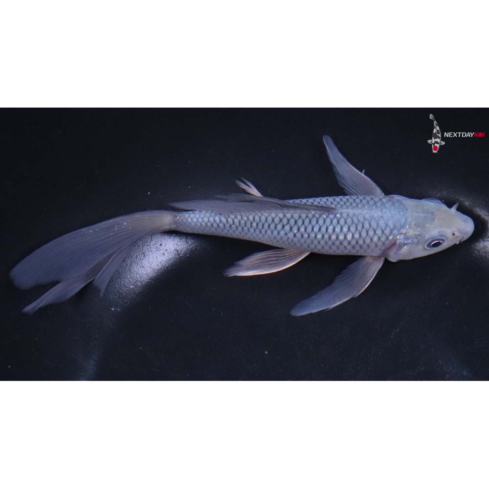 6” Imported Soragoi Butterfly Koi