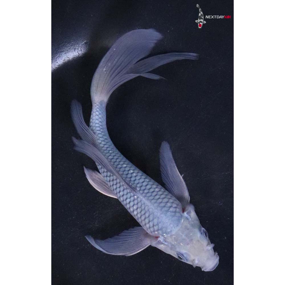 6” Imported Soragoi Butterfly Koi