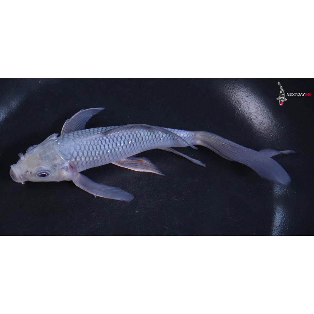 6” Imported Soragoi Butterfly Koi