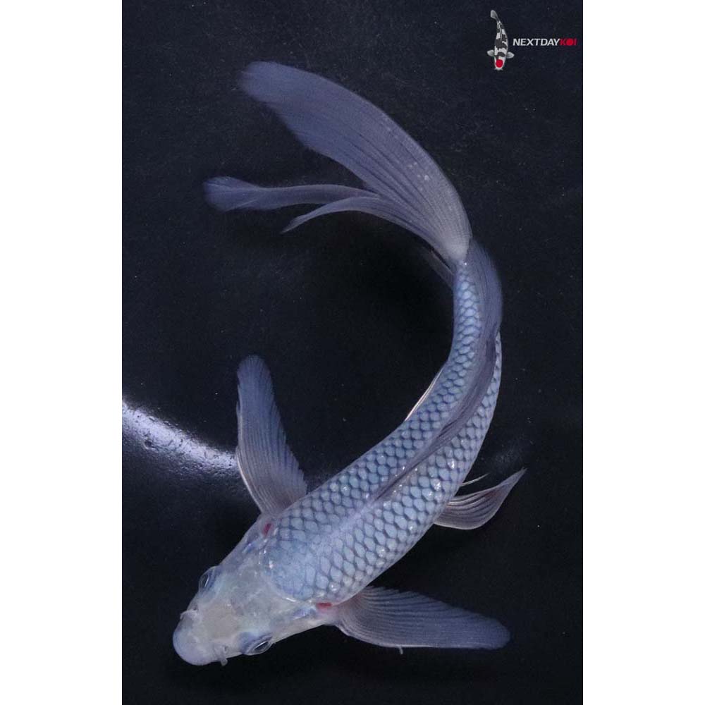 6” Imported Soragoi Butterfly Koi