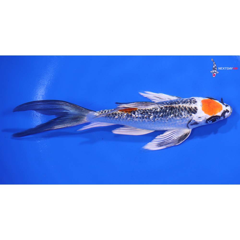 5.5” Imported Gin Rin Kujaku Butterfly Koi