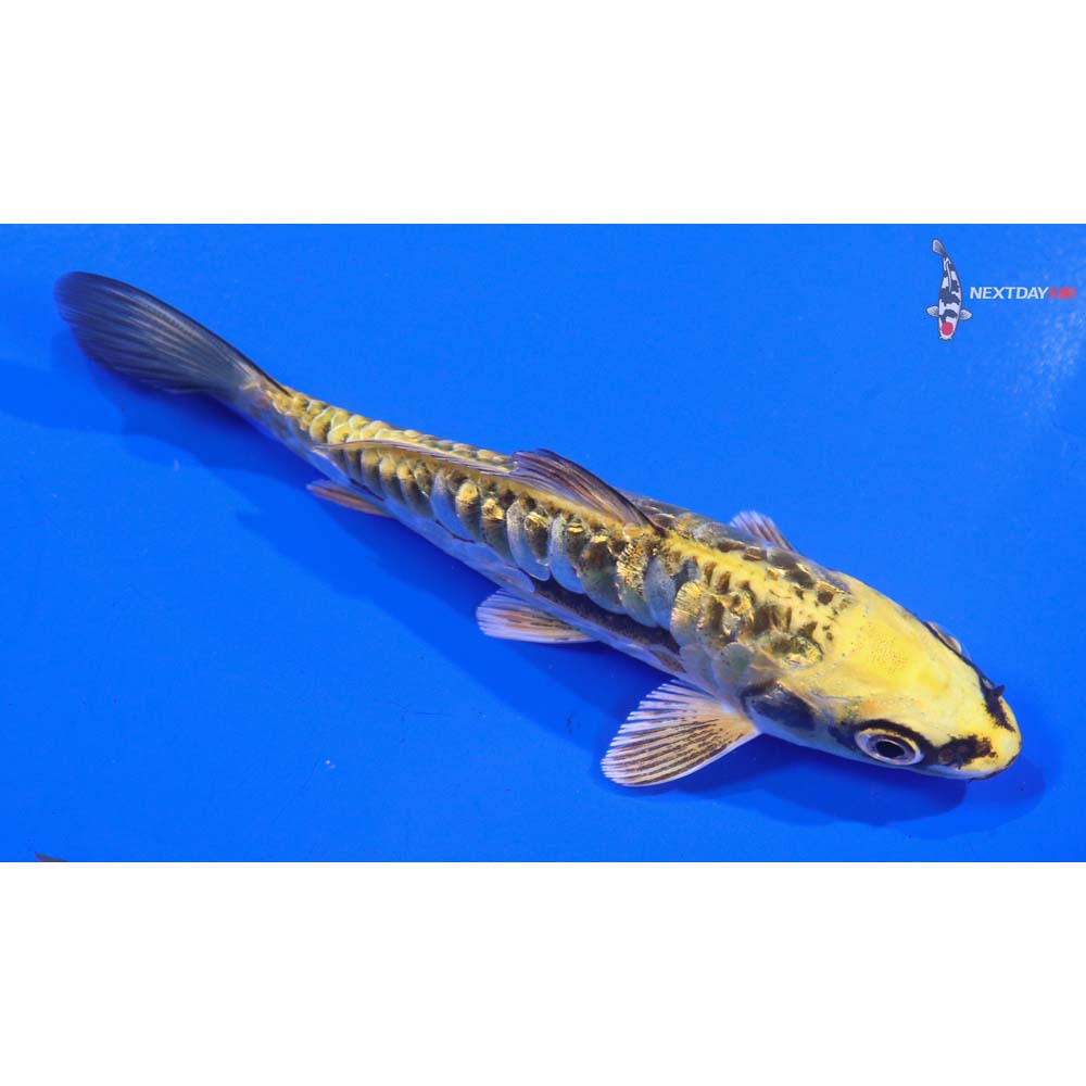 4.5” Imported Gin Rin Kin Kikokuryu