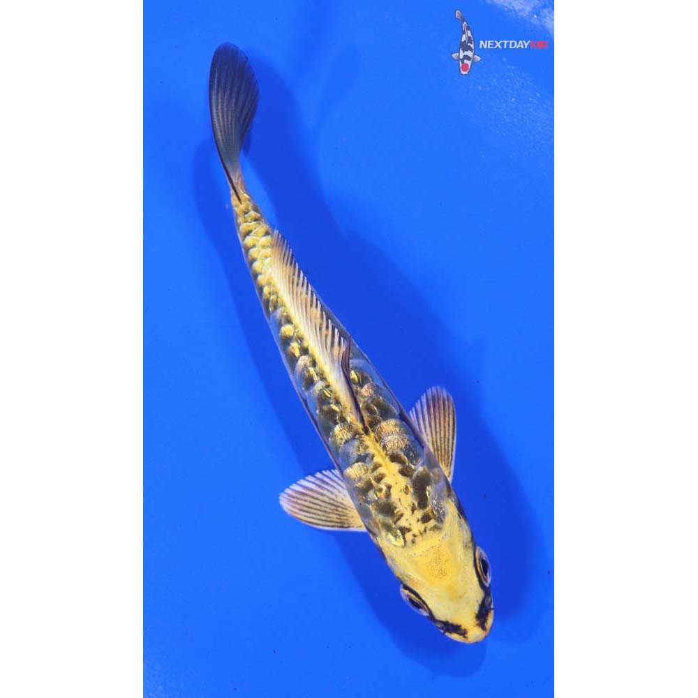 4.5” Imported Gin Rin Kin Kikokuryu