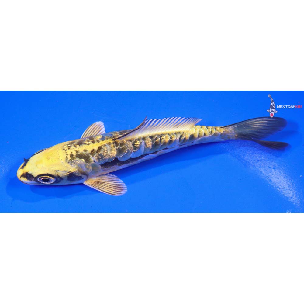 4.5” Imported Gin Rin Kin Kikokuryu