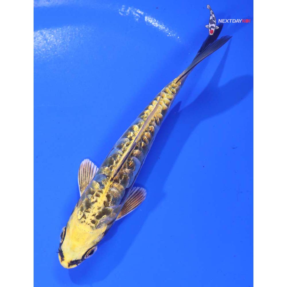 4.5” Imported Gin Rin Kin Kikokuryu