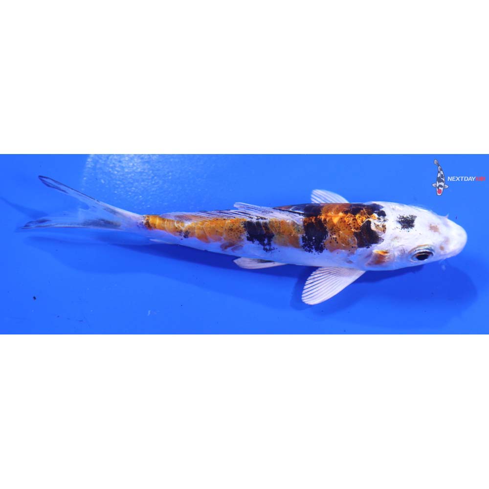 4.5” Imported Heisei Nishiki