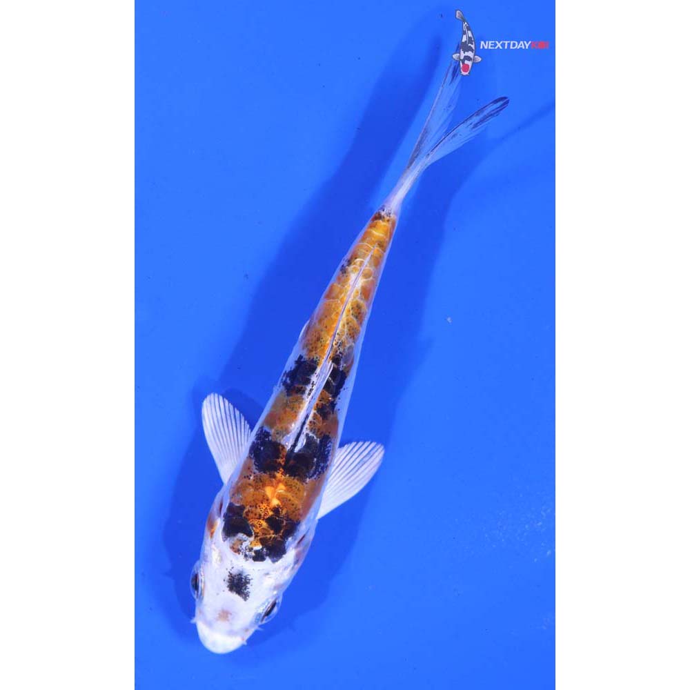4.5” Imported Heisei Nishiki