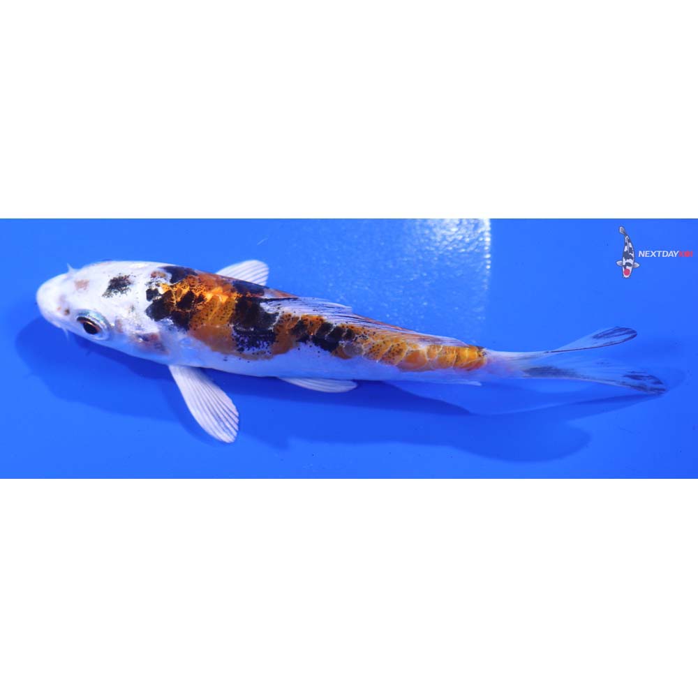 4.5” Imported Heisei Nishiki