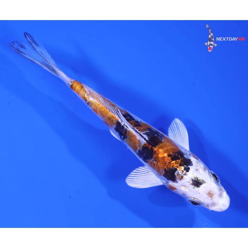4.5” Imported Heisei Nishiki