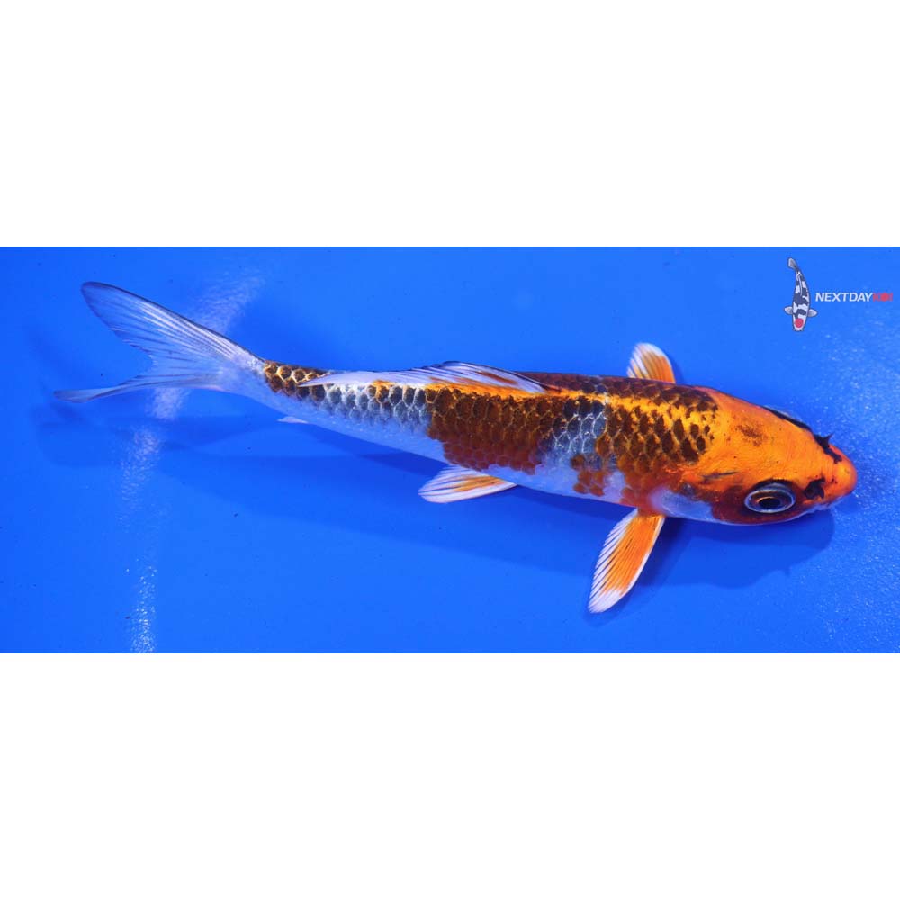 5” Imported Kujaku